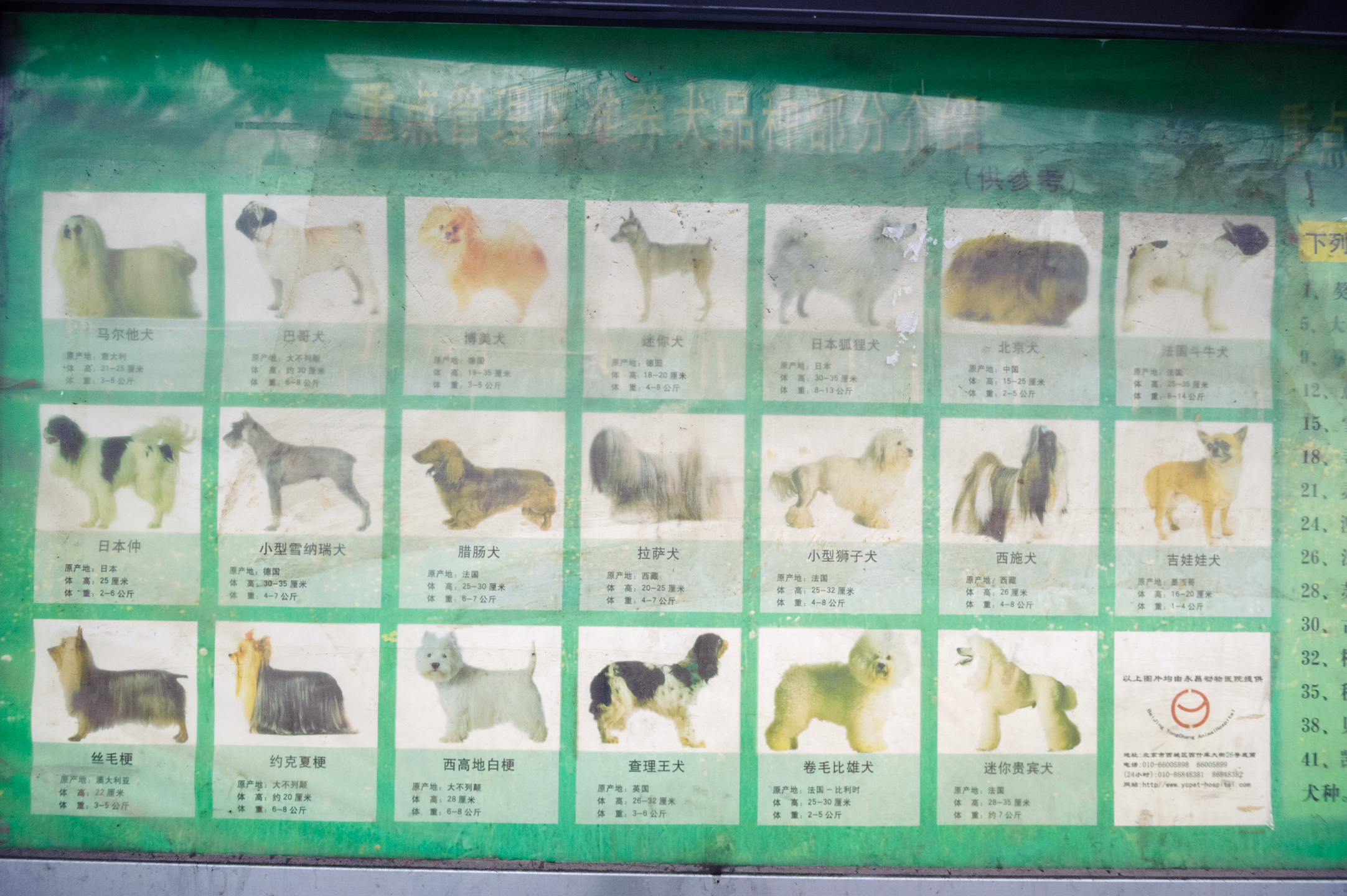 Dog Breeds